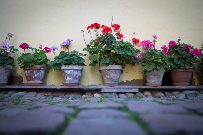 Eguisheim - 146